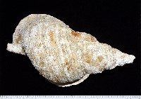 大法螺藏品圖，第3張