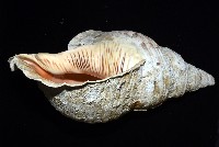 大法螺藏品圖，第6張
