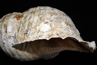 大法螺藏品圖，第8張