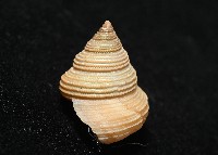 景林鐘螺藏品圖，第5張