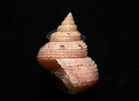 盈真鐘螺藏品圖，第5張