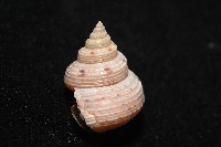 盈真鐘螺藏品圖，第8張