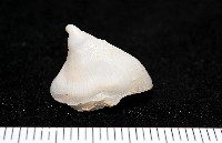 冰淇淋偏蓋螺藏品圖，第4張