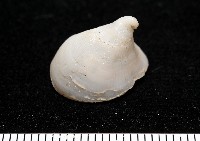 冰淇淋偏蓋螺藏品圖，第6張