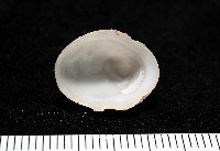 冰淇淋偏蓋螺藏品圖，第7張