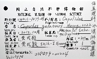 冰淇淋偏蓋螺藏品圖，第8張