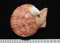 茉莉花偏蓋螺藏品圖，第1張