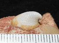 茉莉花偏蓋螺藏品圖，第2張