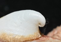 茉莉花偏蓋螺藏品圖，第3張