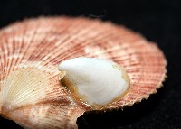 茉莉花偏蓋螺藏品圖，第6張