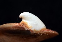 茉莉花偏蓋螺藏品圖，第7張
