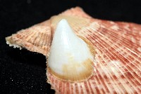 茉莉花偏蓋螺藏品圖，第9張