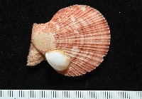 茉莉花偏蓋螺藏品圖，第12張