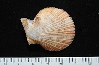 茉莉花偏蓋螺藏品圖，第13張