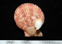 茉莉花偏蓋螺藏品圖，第14張