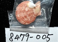 茉莉花偏蓋螺藏品圖，第15張