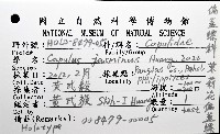 茉莉花偏蓋螺藏品圖，第16張