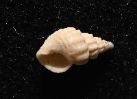 龜山島核螺藏品圖，第2張