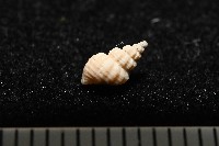 龜山島核螺藏品圖，第3張