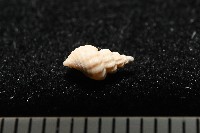 龜山島核螺藏品圖，第4張