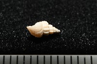 龜山島核螺藏品圖，第5張