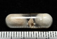 龜山島核螺藏品圖，第6張