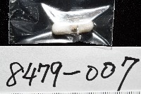 龜山島核螺藏品圖，第7張