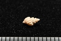 峙曄核螺藏品圖，第2張