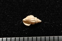 峙曄核螺藏品圖，第3張