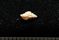 峙曄核螺藏品圖，第4張