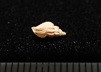 千旺核螺藏品圖，第2張