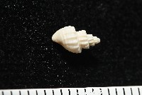 東海核螺藏品圖，第3張