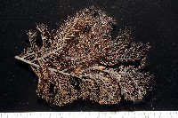 未知種黑樹角珊瑚藏品圖，第1張