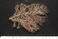未知種黑樹角珊瑚藏品圖，第4張