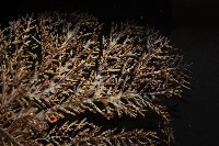 未知種黑樹角珊瑚藏品圖，第5張