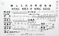 未知種黑樹角珊瑚藏品圖，第8張