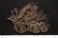 雙輻刺茗荷藏品圖，第11張