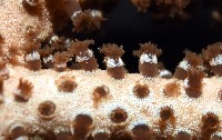 未知種真網柳珊瑚藏品圖，第4張