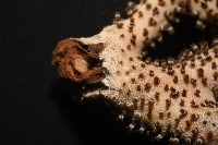 未知種真網柳珊瑚藏品圖，第6張