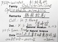 錦疣蛇尾藏品圖，第8張