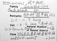 未知種鎧甲蝦藏品圖，第8張