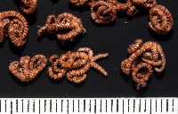 未知種陽燧足藏品圖，第6張