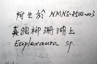 未知種陽燧足藏品圖，第7張