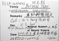未知種陽燧足藏品圖，第8張