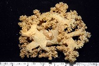 未知種實穗軟珊瑚藏品圖，第2張