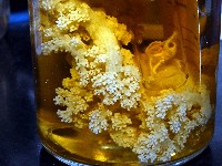 未知種實穗軟珊瑚藏品圖，第7張
