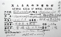 未知種實穗軟珊瑚藏品圖，第8張