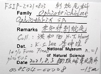 未知種刺蛇尾藏品圖，第8張