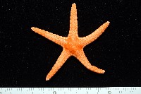 單鏈蛇星(珠鏈單鰓海星)藏品圖，第2張