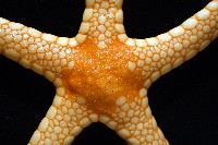 單鏈蛇星(珠鏈單鰓海星)藏品圖，第3張